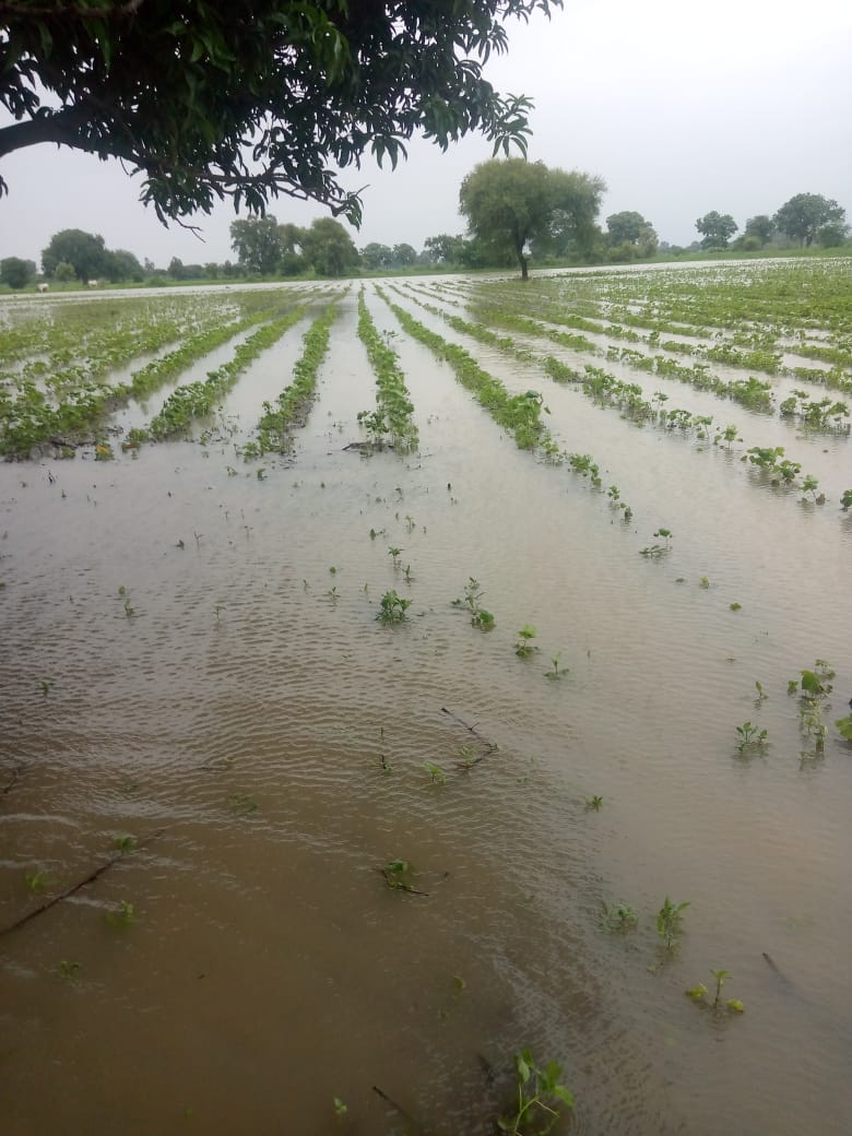 Read more about the article चोवीस दिवसापासून सतत पाणी बळीराजा त्रस्त , शासन करते सुस्त नुकसानीची मागणी