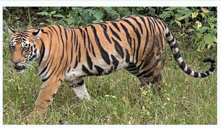 Read more about the article राळेगाव तालुक्यातील वाघाचा धुमाकूळ, दोन दिवसात एक जनावर जखमी तर एकाची शिकार