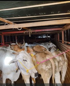 Read more about the article वडकी पोलिसांनी कत्तलीसाठी नेत असलेल्या २३ नग जनावरांची केली सुटका, 34 लाख 60 हजार  रुपयाचा मुद्देमाल जप्त