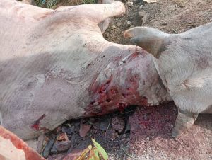 Read more about the article <em>झरगड शिवारात वाघाच्या हल्ल्यात बैल ठार</em>