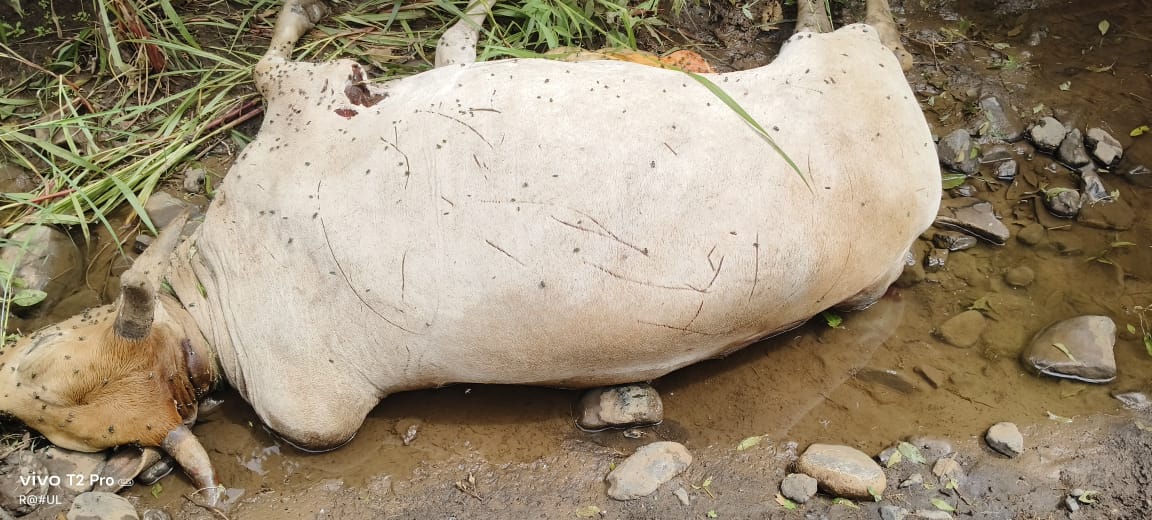 Read more about the article वरूड जहांगीर येथील बैलाच्या शिकारीनंतर अजूनही वाघाचा मुक्काम त्याच परिसरात, वनविभाग करतं तरी काय?