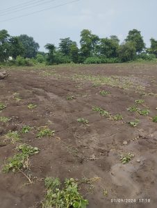 Read more about the article राळेगाव तालुक्यातील पिंपरी दुर्ग येथील शेतकरी आशिष इंगोले यांच्या शेतातील झाले नुकसान,उभे पीक खरडून निघाले