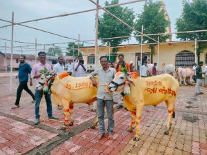 Read more about the article सती सोना माता डोमाघाट येवती येथील भरलेला बैलपोळा शासनकर्त्याना काय संदेश देतोय