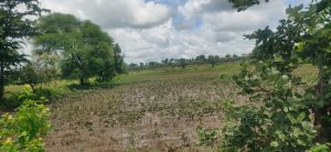 Read more about the article <em>बियाण्याची उधारी कशी फेडवी हेच तर कळेना</em><br><em>खरीप हंगामातील पिके हातून जाताहेत;सूर्यदर्शन नाही पिकांची वाढ खुंटली,शेतकरी चिंतित</em>