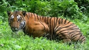 Read more about the article वाघ आला वाघ,वाघ गेला वाघ ,प्रशासन सुस्त, लोकप्रतिनिधी मस्त