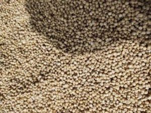 Read more about the article स्वस्त ध्यान्य दुकानातून गहू गायब, ( गव्हाच्या पोळीची चव दोन महिन्यासाठी भाकरीच्या चवीत बदलणार )