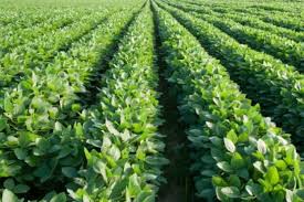 Read more about the article ३२ हजार खातेदारांना मिळणार प्रति हेक्टरी पाच हजार अर्थसहाय्य सोयाबीन दोन हेक्टर व कापूस दोन हेक्टर असे चार हेक्टर पर्यंत मिळणार अर्थसहाय्य