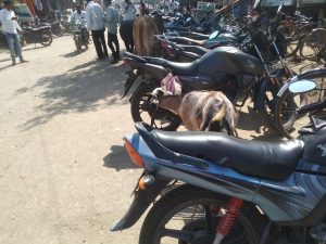 Read more about the article ढाणकी शहरात मोकाट जनावरांचा सुळसुळाट संबंधित यंत्रणा सुक्त अवस्थेत, निवडणुकीच्या वेळी लोकप्रतिनिधींनी वचननाम्यामध्ये मोकाट जनावरांचे रक्षण करू असे दिले होते का अभिवचन?