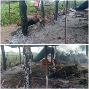 Read more about the article कोठोडा गावामध्ये गोठ्याला आग लागून तीन दुधाळ जनावरे मृत्युमुखी