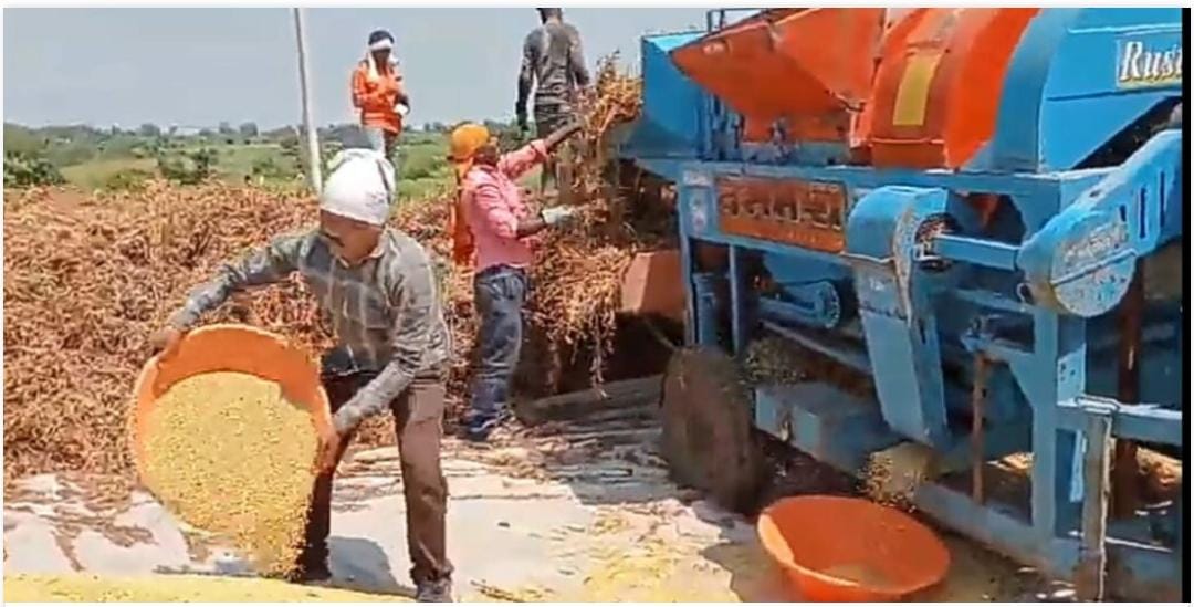 Read more about the article कापणीची वेळ अन पावसाचा खेळ सोयाबीन कापणी व काढणीसाठी शेतकऱ्यांची धांदल