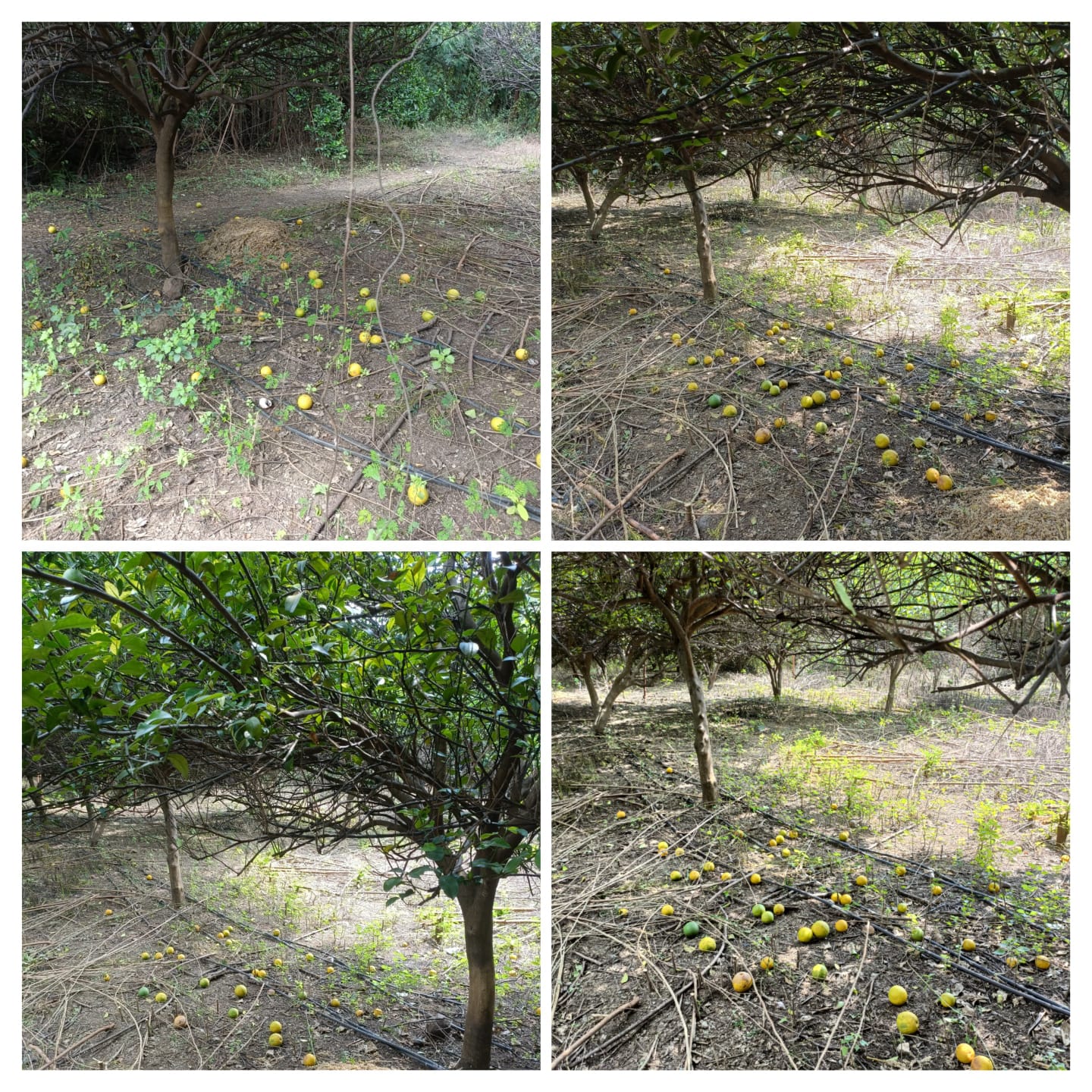 Read more about the article अति पावसाने मोसंबीच्या उत्पादनात 80% घट