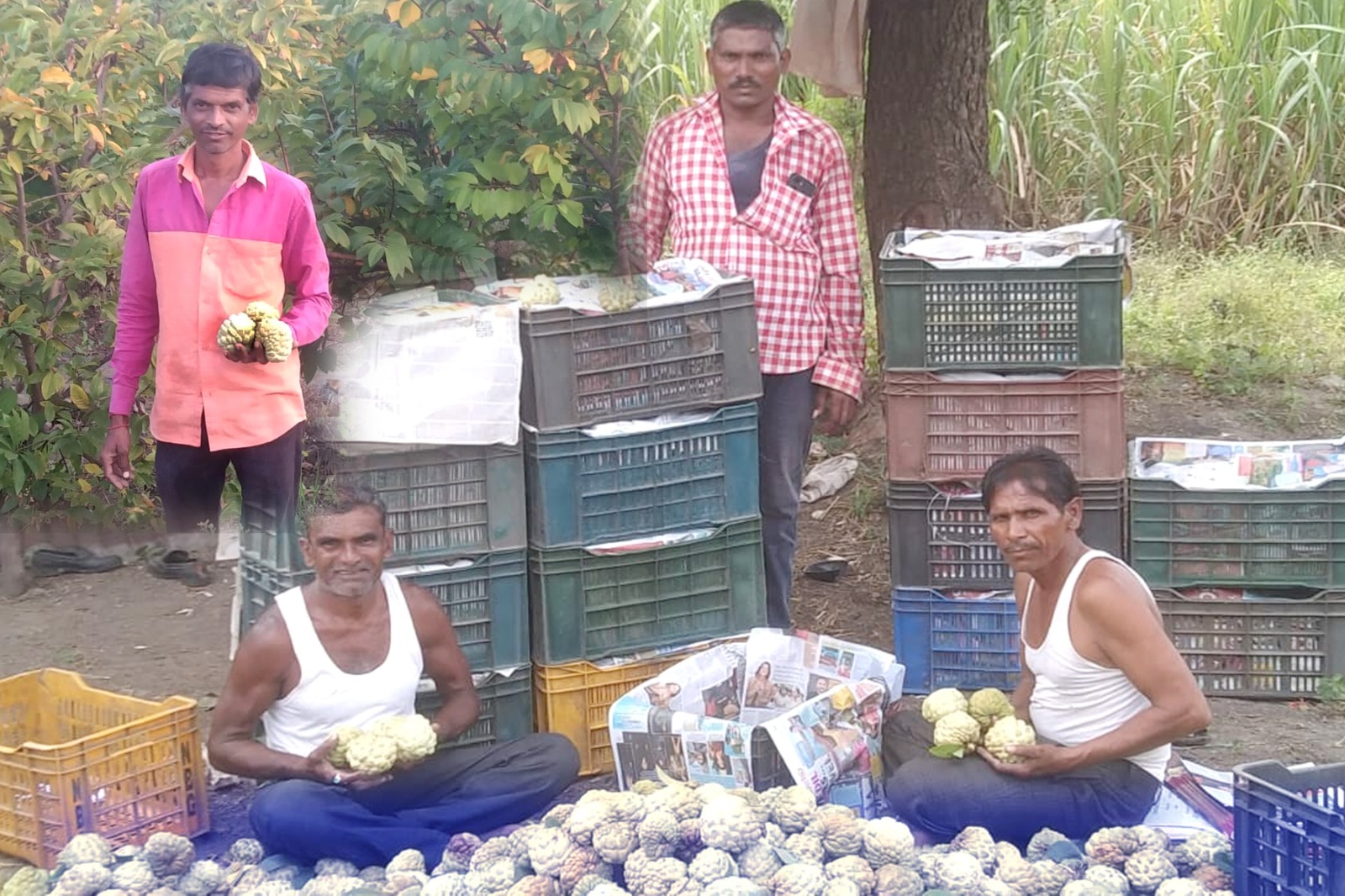 Read more about the article रानमेवा म्हणून परिचित असलेल्या सीताफळाचे बाजारपेठेत आगमन