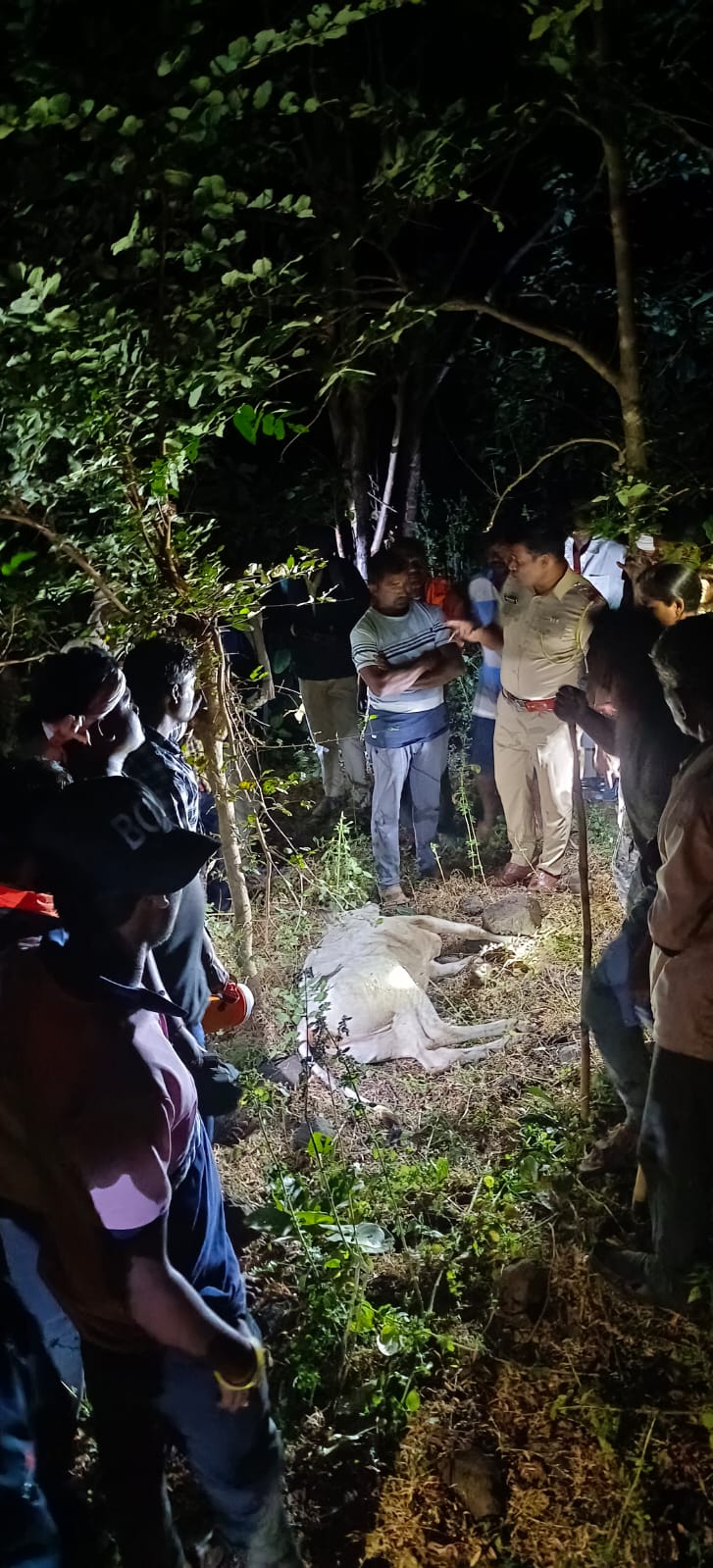 Read more about the article सिंगलदिप शिवारात वाघाने दोन बैलांचा केला खत्मा ,तर गाय आणि गोऱ्यांला केले जखमी