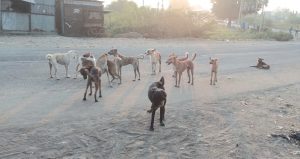 Read more about the article ढाणकीसह ग्रामीण भागात मोकाट कुञ्यांची धास्ती !, दहापेक्षा अधिक नागरिकांचे तोडले लचके ; खरूज असलेले कुत्रे पिसाळण्याच्या मार्गावर