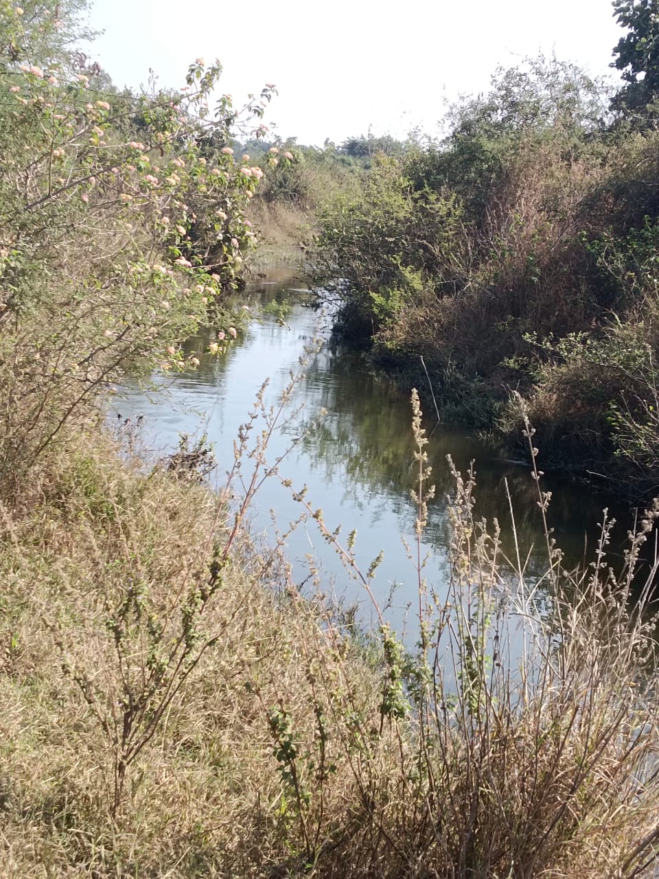 Read more about the article वरूड जहांगीर मध्यम प्रकल्पाचा भिंतीचा भाग आणि कालव्याची दुरुस्ती व सफाई करावी :  श्रावणसिंग वडते