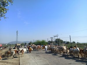 Read more about the article मेट तांडा वस्ती करत आहे गावरान गाईचे संवर्धन संगोपन उत्तम पालन पोषण