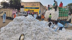 Read more about the article <em>7/12 शेतकऱ्याचा, कापूस शेतकऱ्याचा,फायदा व्यापाऱ्यांना</em><br>[ सीसीआय कापूस खरेदीत शेतकऱ्यांची फसवणूक ]<br>[ पीकपेऱ्यात खाडाखोड, सोयाबीन मदत नाकारली जाण्याची भीती ]