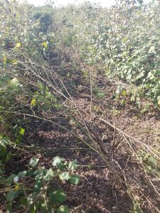 Read more about the article रिधोरा परिसरातील जंगली डुकरांच्या धुमाकूळामुळे शेतकऱ्यांच्या तुर पिकांचे मोठे नुकसान