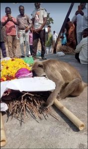 Read more about the article प्रेतत्म्याच्या<br>मोक्षासाठी अवतरले वानर दुत